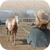 Horse Training - Beginners Guide To Becoming A Horse Trainer