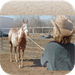 Horse Training - Beginners Guide To Becoming A Horse Trainer